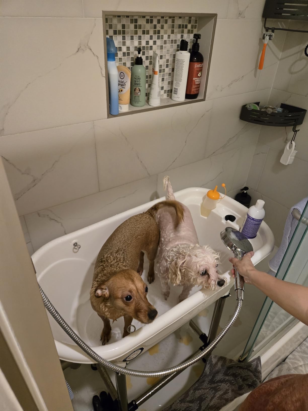 Flying Pig Pet Dog Cat Portable Bath Tub (White, 37.5