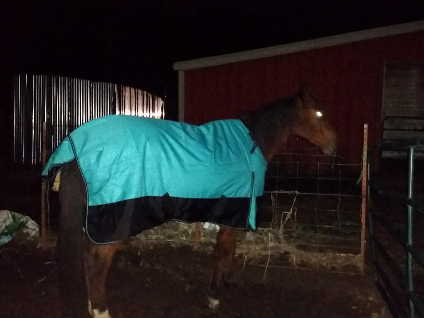 Challenger 1200D Turnout Waterproof Horse Winter Blanket Heavy 511 customer photo 1
