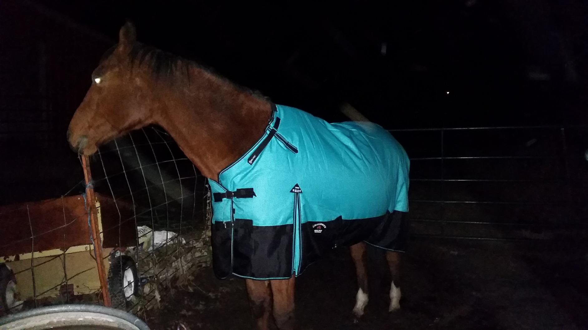 Challenger 1200D Turnout Waterproof Horse Winter Blanket Heavy 511 customer photo 2
