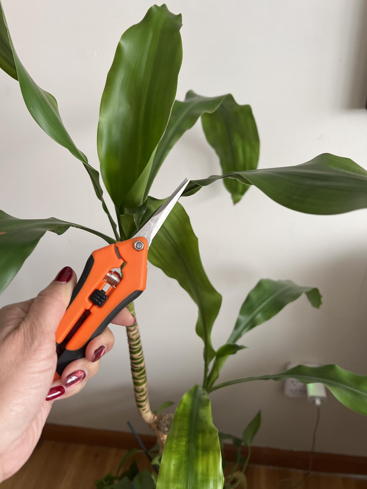VIVOSUN 6.5 Inch Gardening Scissors Hand Pruner Pruning Shear with Straight Stainless Steel Blades Orange 1-Pack | Straight Precision Stainless Steel Blades, Comfort Ergonomic Grips, Ideal Snip for Deadheading, Trimming & Shaping Plants customer photo 1