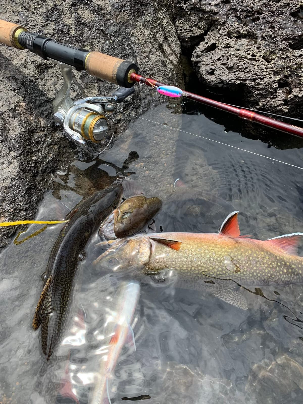 Daiwa Spinmatic-D Ultralight Pack Rods customer photo 1