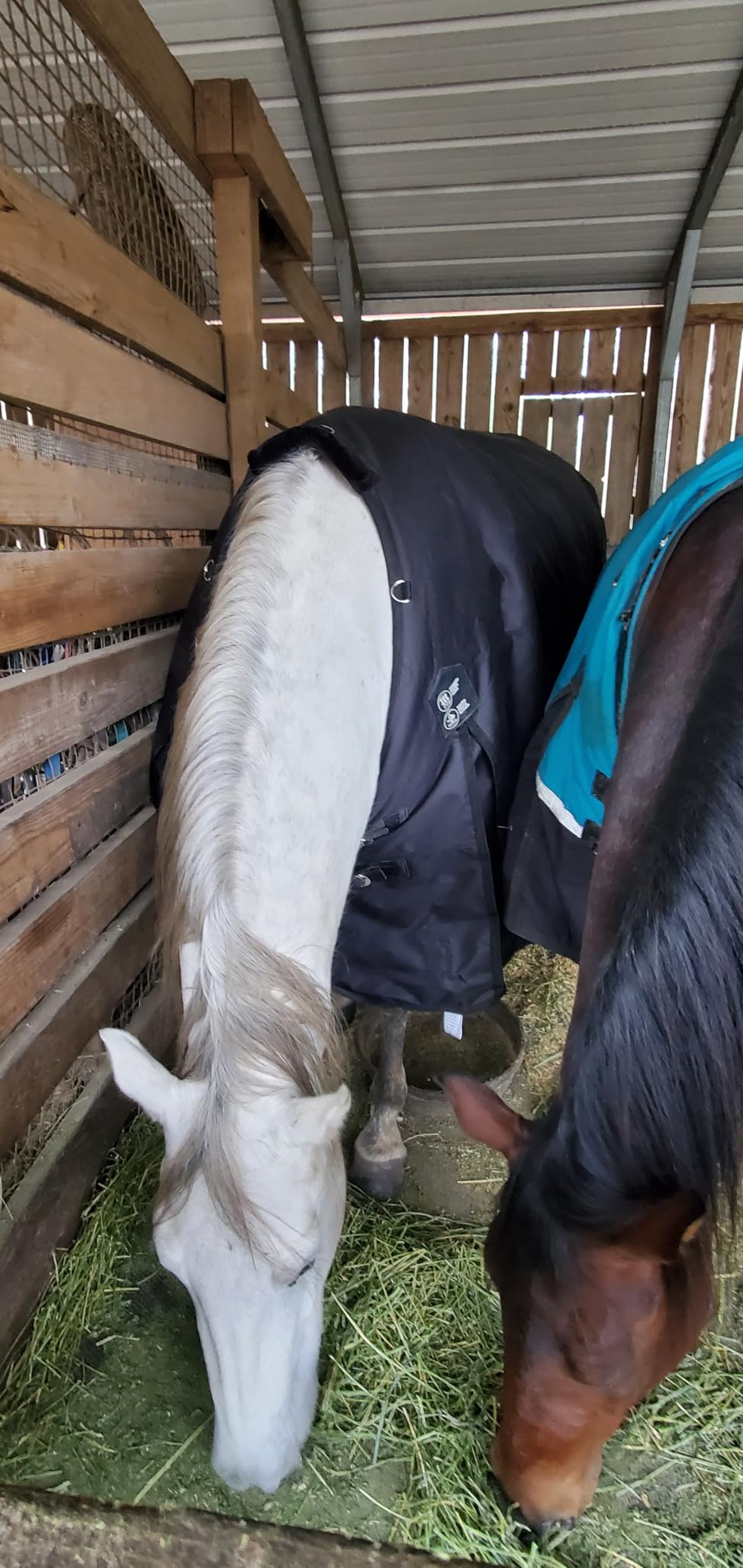 HORZE Nevada Horse Blankets for Real Horses, Turnout Blankets for Horses customer photo 2