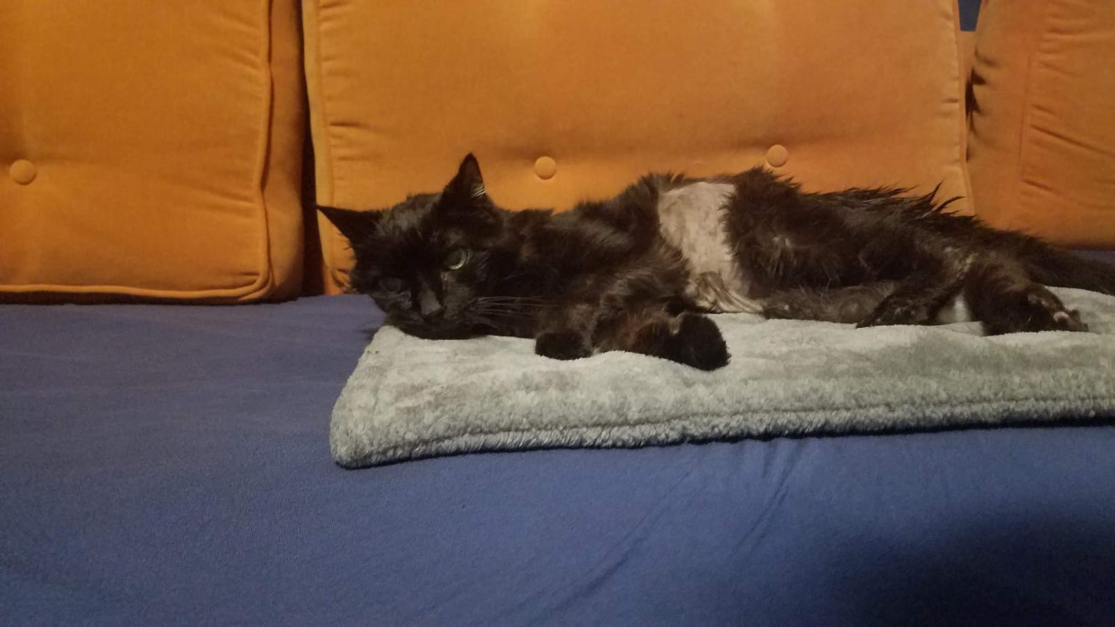 FurHaven ThermaNAP Self Warming Cat Mat, Dog Bed for Crates with Self-Warming Technology for Cozy Rest, Fully Machine Washable, Small, Plush Faux Fur, Gray customer photo 2