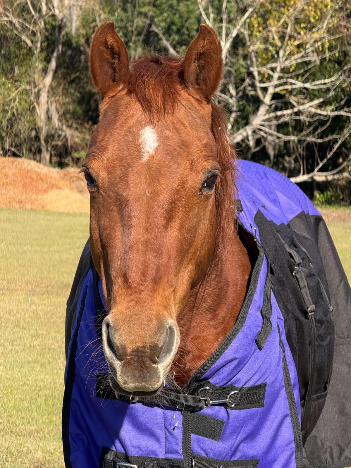 TOUGH1 1200D Turnout Blanket with Belly WRAP and SNUGGIT, Purple, 72-in customer photo 2