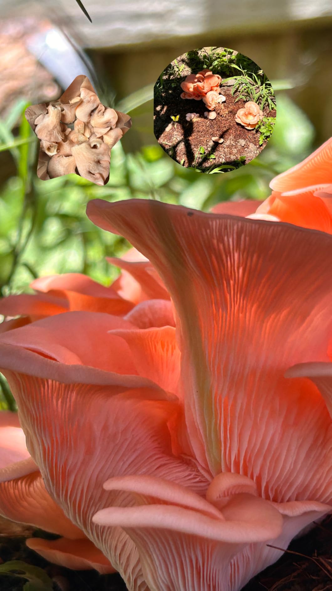 Forest Origins Pink Oyster Mushroom Grow Kit, Ready to Grow Indoors | Beginner-friendly kit that turns simple daily care into a fresh homegrown harvest, usually in about 10 days. customer photo 1