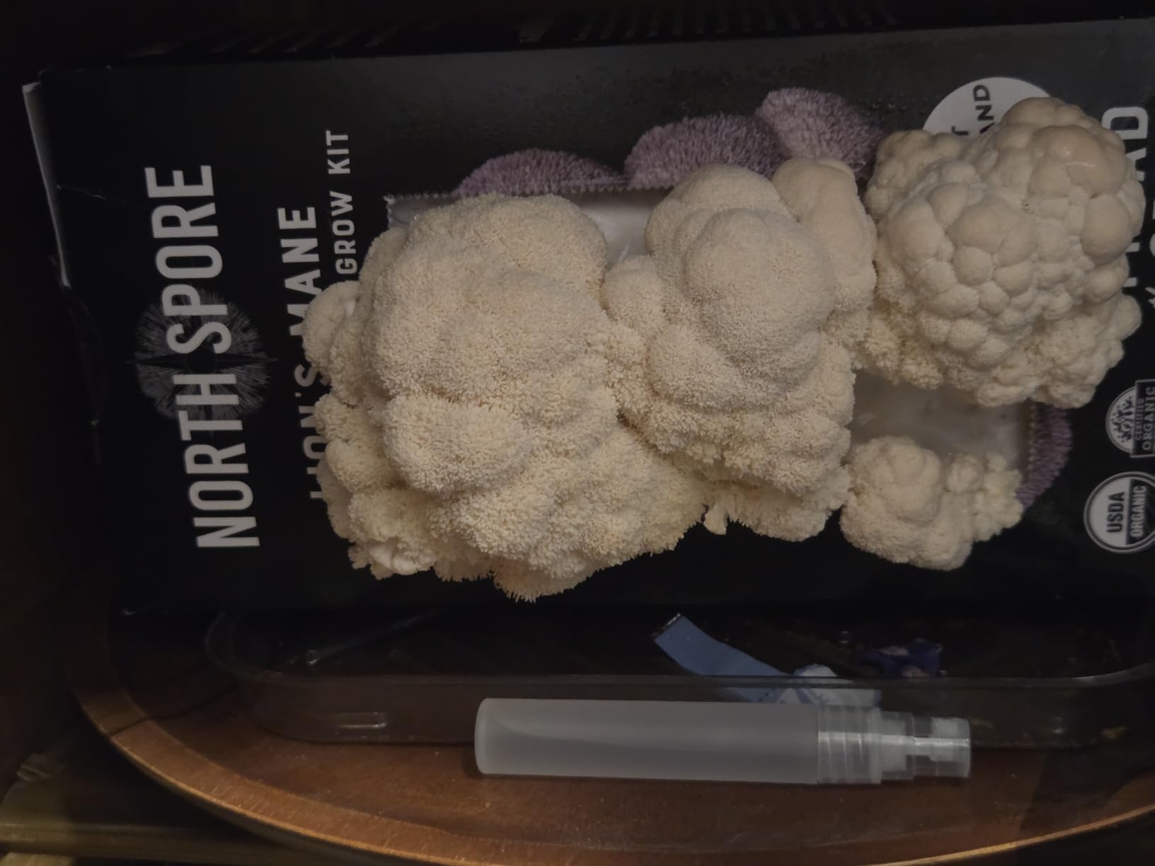 North Spore Organic Lion's Mane Mushroom Grow Kit, 4 lbs | Beginner-friendly Mushroom Spray & Grow Kit, USDA-Certified Organic, Harvest in 14-21 Days, Non-GMO, Handmade in Maine, USA customer photo 1