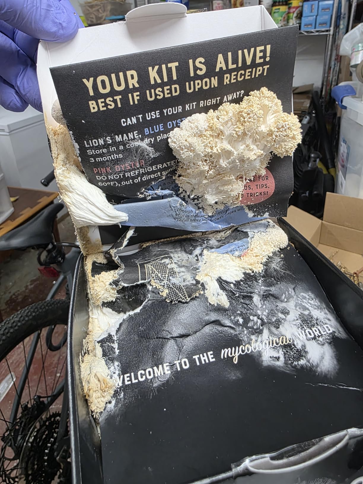 North Spore Organic Lion's Mane Mushroom Grow Kit, 4 lbs | Beginner-friendly Mushroom Spray & Grow Kit, USDA-Certified Organic, Harvest in 14-21 Days, Non-GMO, Handmade in Maine, USA customer photo 2