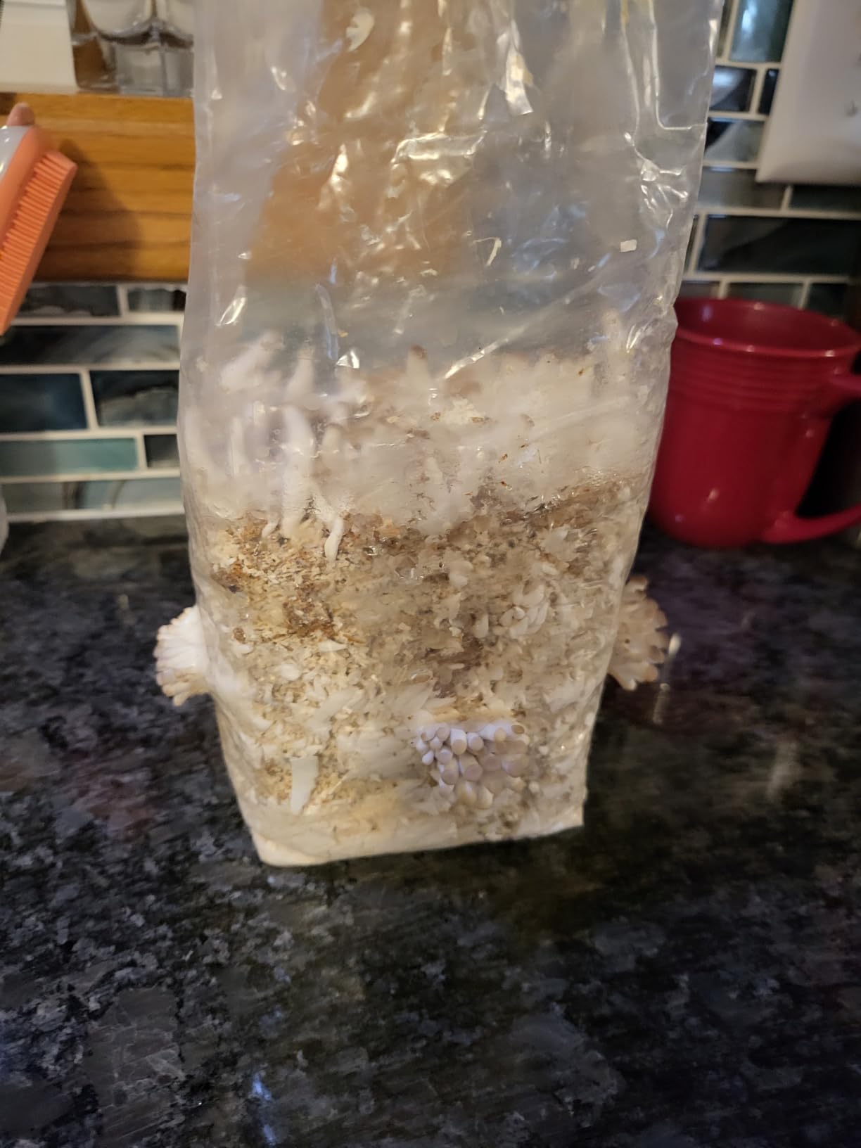 Brown Oyster Mushroom Grow Kit, Ready to Grow Indoors | Beginner-friendly kit that turns simple daily care into a fresh homegrown harvest, usually in about 10 days. customer photo 1