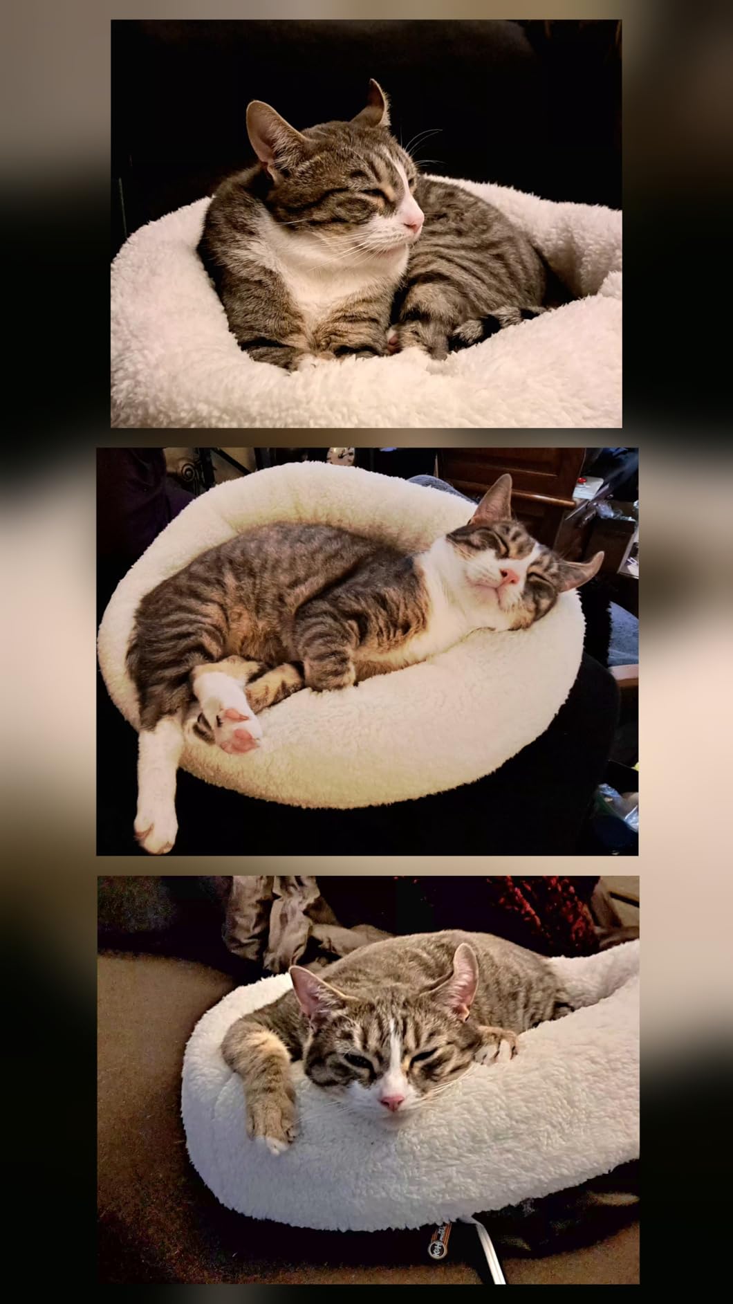 K&H Heated Cat Bed, Thermo-Snuggle Cup Bomber Indoor, Safety Listed, 18x14 | removable Waterproof Cat Heating Pad, Soft Pet Bed for Large Indoor Cats and Small Dogs, Machine Washable, 4 W, Gray customer photo 2