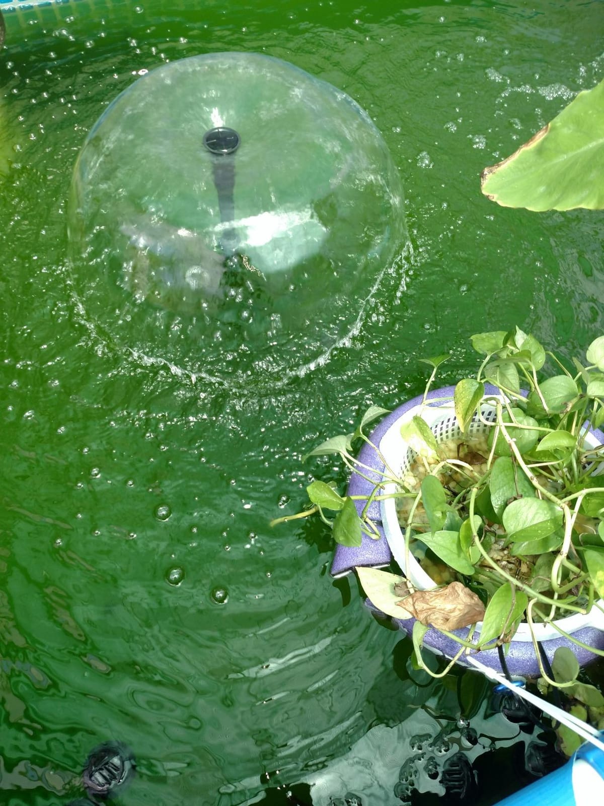 Jebao UFP-2000 Pond Filter System, 13W UV Clarifier, 530 GPH Pump | Fountain Kit with Filter Media for Ponds, Water Gardens & Fountains customer photo 2
