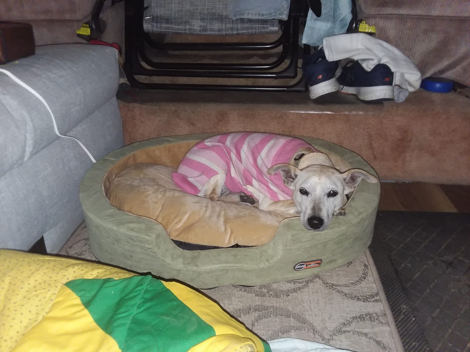 K&H Heated Dog Bed, Thermo-Snuggly Sleeper Indoor, Safety Listed, Medium 6W | Removable Waterproof Dog Heating Pad, Calming Pillow Pet Bed, Machine Washable, 26x20in, Sage/Tan customer photo 1