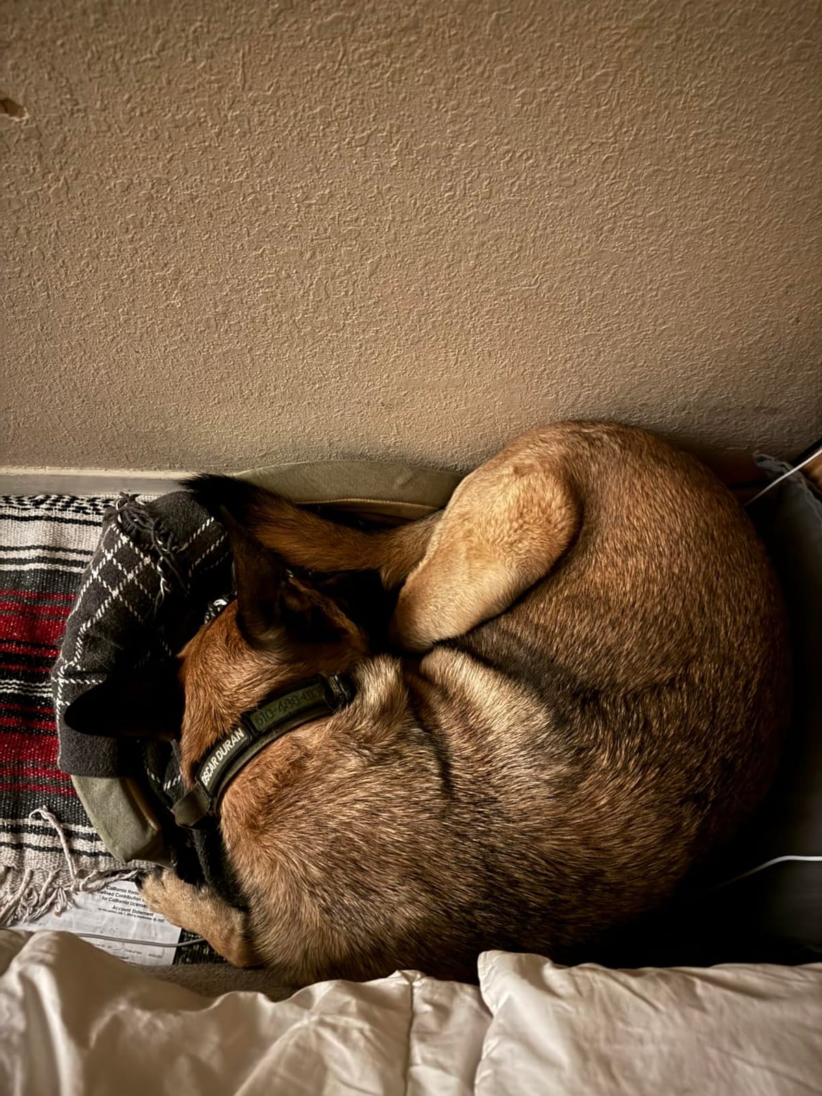 K&H Heated Dog Bed, Thermo-Snuggly Sleeper Indoor, Safety Listed, Medium 6W | Removable Waterproof Dog Heating Pad, Calming Pillow Pet Bed, Machine Washable, 26x20in, Sage/Tan customer photo 2
