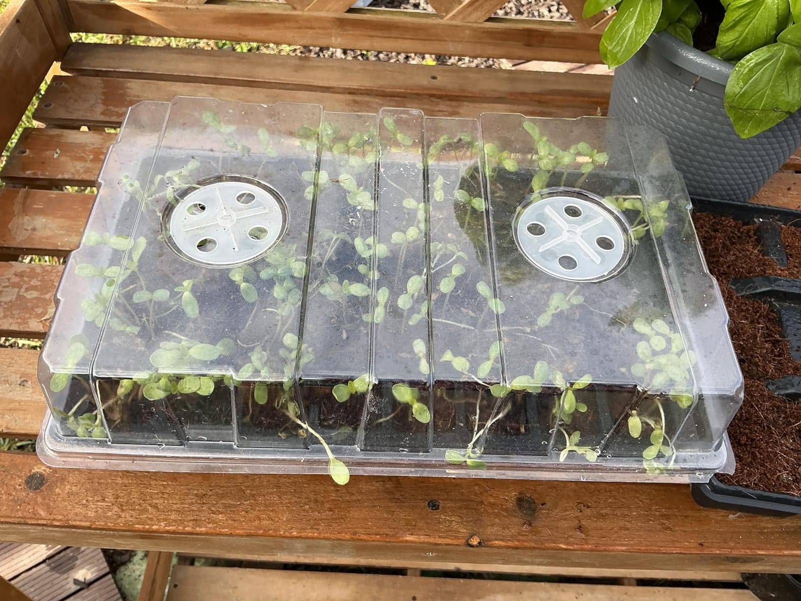 Gardzen 5-Set Seed Starter Tray Kits, Durable Plant Germination Trays with Humidity Vented Domes and Bases, Ideal for Seed Starting, Indoor Gardening, and Greenhouse (Total 200 Cells) | Durable Plant Germination Kit with Humidity Control Domes for Indoor Gardening, Greenhouse and Starting Seeds customer photo 1