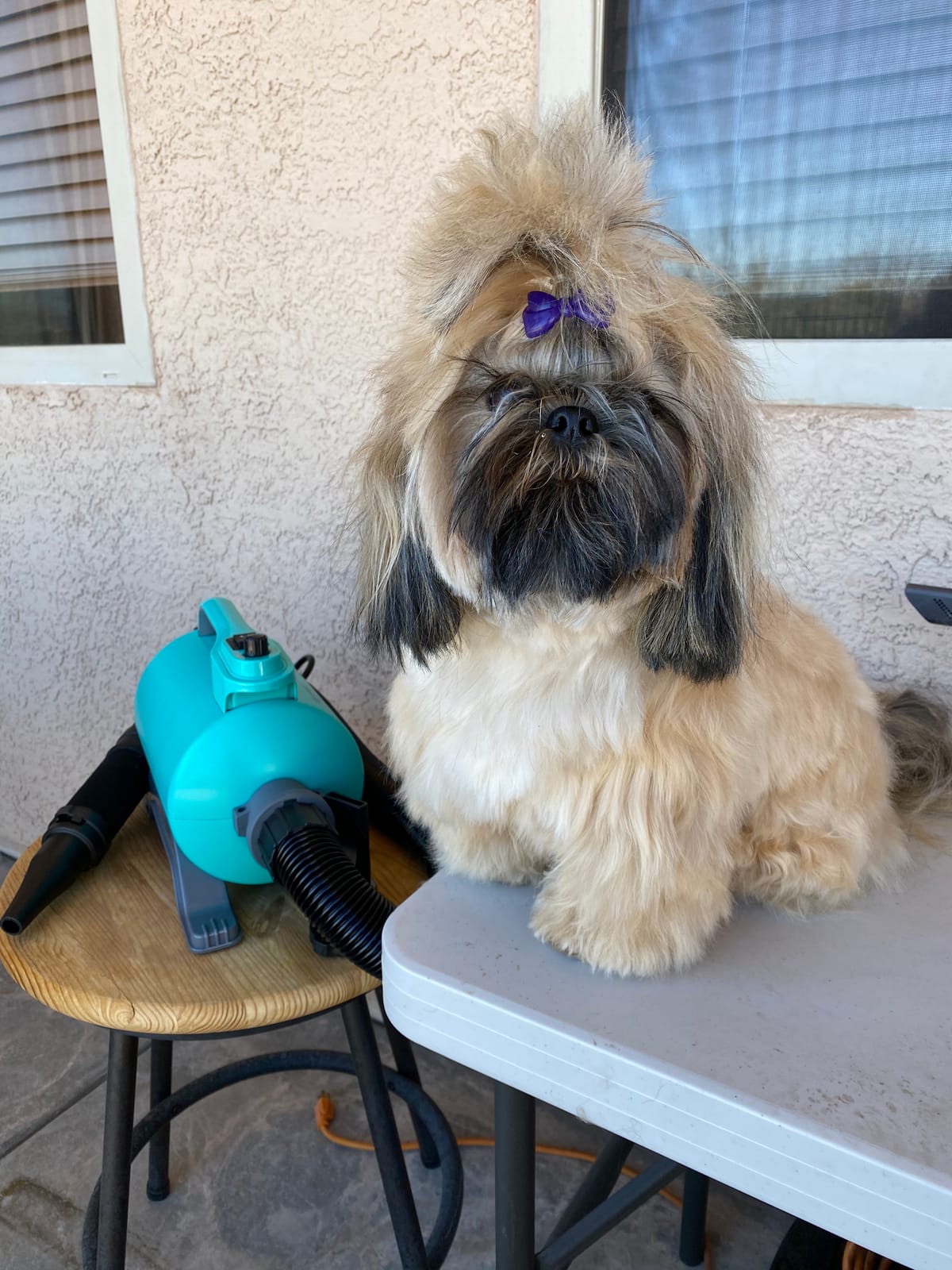 Dog Dryer High Velocity Pet Dog Grooming Force Hair Dryer/Blower 5.0HP | Super cyclone 5.0HP high velocity blower dryer for professional dog pet grooming, purple SHD-2600P customer photo 2