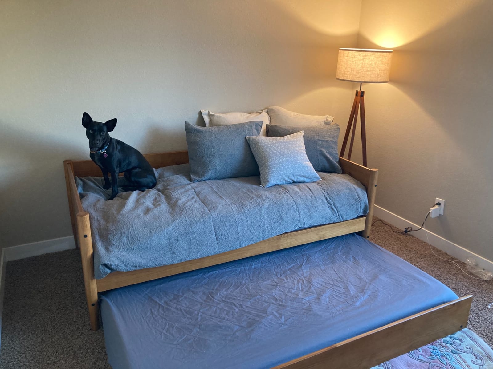 Camaflexi Mid-Century Modern Daybed & Trundle/Solid and Manufactured Wood/Panel Headboard/No Box Spring Needed/Foundation has 14 Wood Slats/Twin Trundle/Easy Assembly, Castanho Finish, Twin. customer photo 1