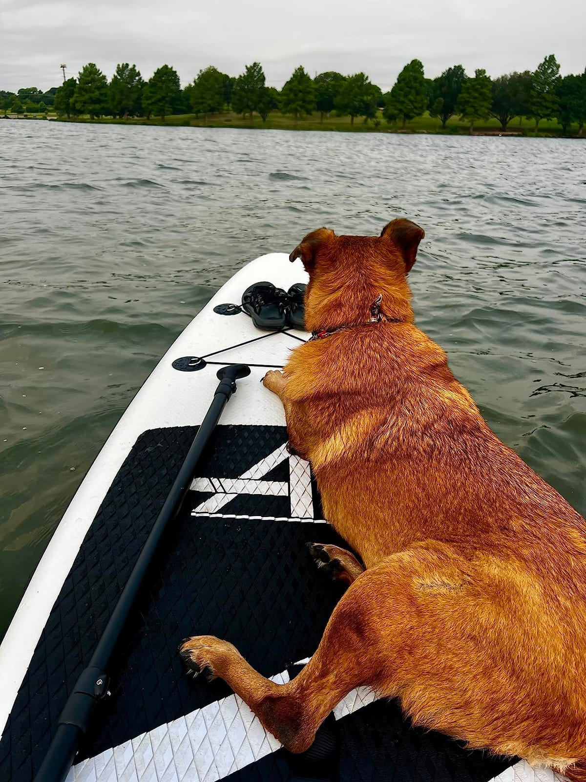 OutdoorMaster Shark 2 High Pressure SUP Pump, Electric Air Pump 20 PSI customer photo 2