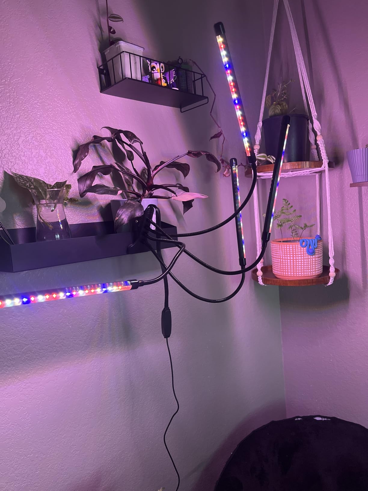 LEOTER Grow Light for Indoor Plants - Upgraded Version 80 LED Lamps with Full Spectrum & Red Blue Spectrum, 3/9/12H Timer, 10 Dimmable Level, Adjustable Gooseneck, 3 Switch Modes customer photo 1