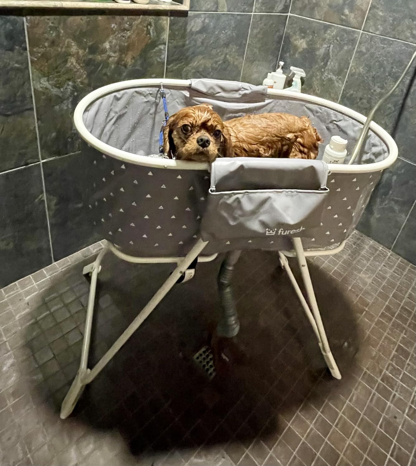 Portable Foldable Dog Bathtub for Small & Medium Dogs (Gray) | Lightweight aluminum frame with elevated design for comfortable bathing and easy storage. customer photo 1