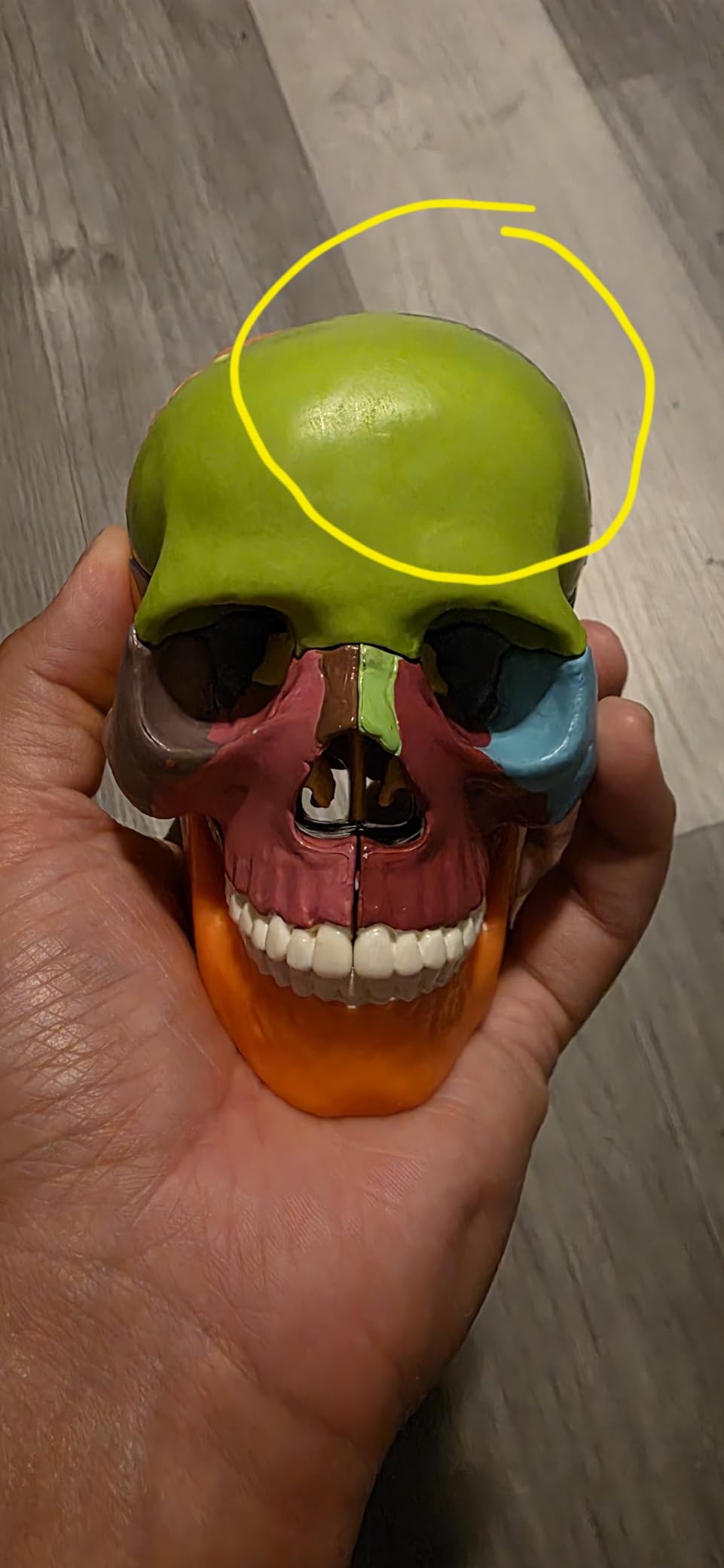 New Anatomy Skull Model 15 Parts Human Color Exploded Skull Detachable customer photo 1