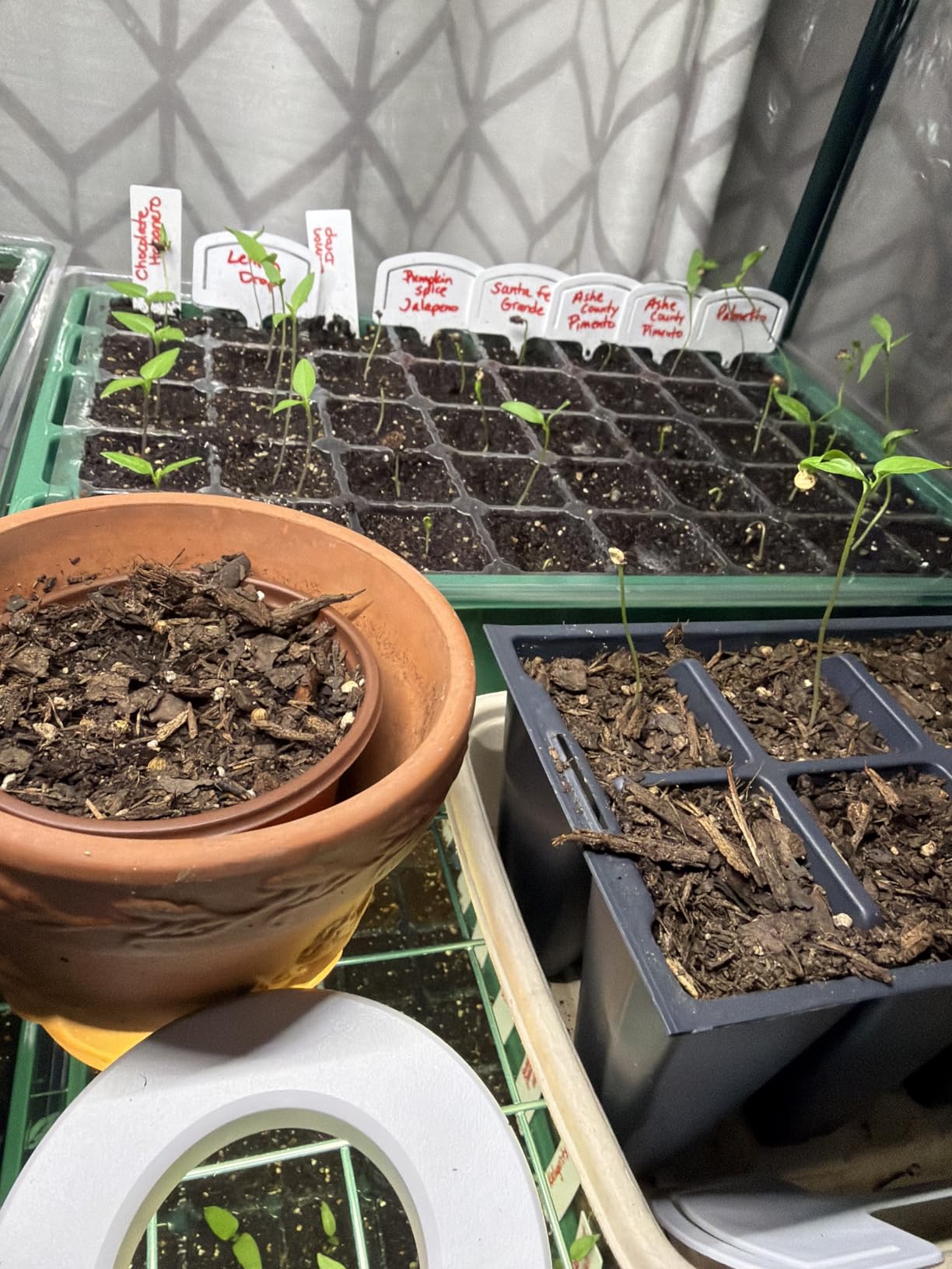 MIXC 5 Pack Seed Starter Tray, 200Cell Mini Propagator Greenhouse Grow Kit customer photo 1
