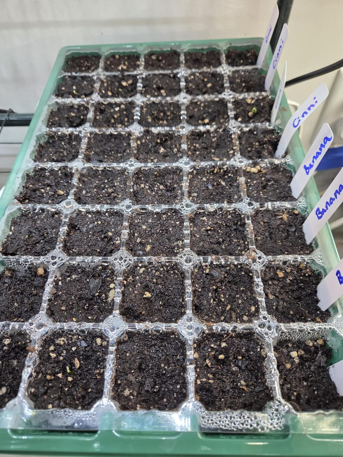 MIXC 5 Pack Seed Starter Tray, 200Cell Mini Propagator Greenhouse Grow Kit customer photo 2
