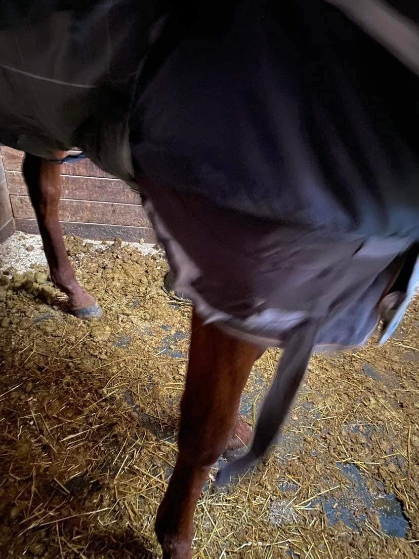 Horze Glasgow Anti-Slip Stable Horse Blanket (100g Fill) - Dark Blue - 78 in customer photo 1