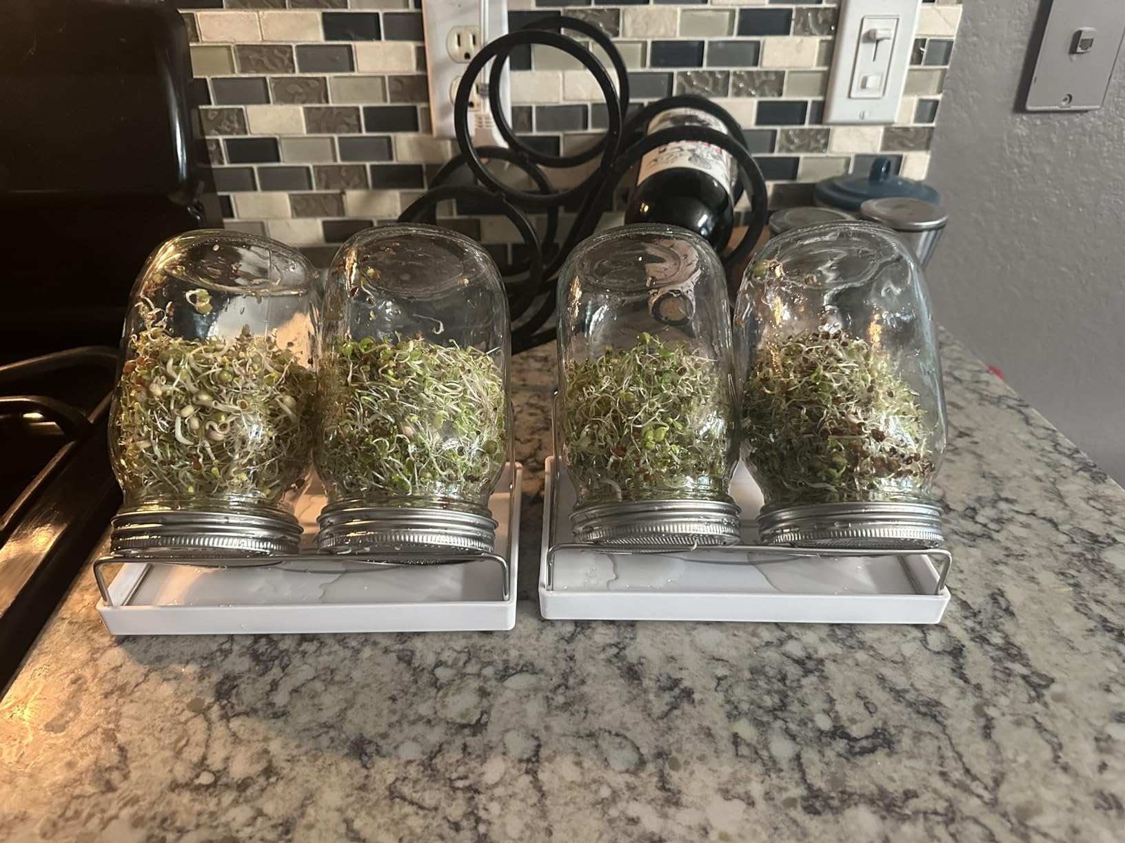 Sprouting Jar Kit-2 Wide Mouth Quart Mason Jars with 316 Stainless Steel Screen Sprout Lids, Drip Tray, Stand | Seed Sprouter Set for Growing Broccoli, Alfalfa, Mung Bean customer photo 1