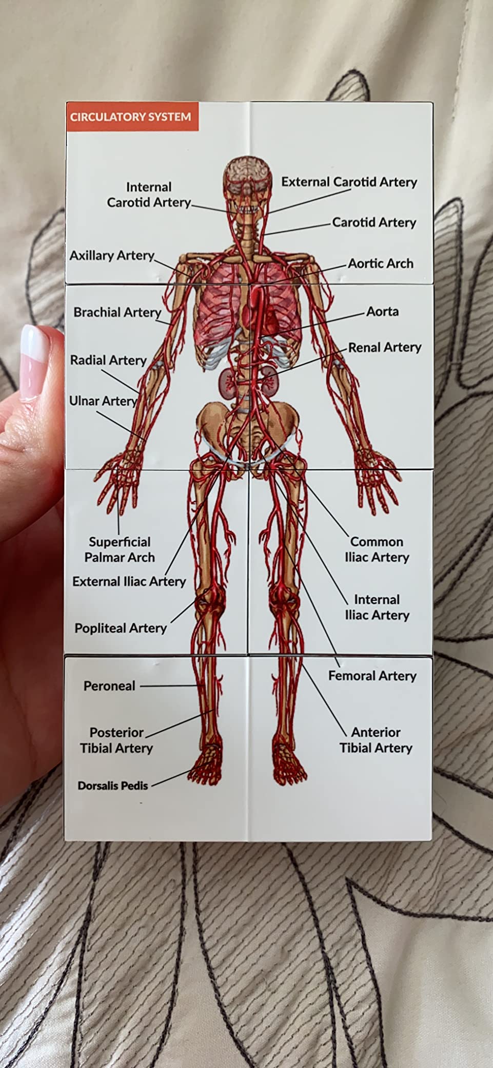 Human Anatomy Study Cube | Study 9 Parts of The Human Body | Perfect Anatomy Revision Guide | Addictive Anatomy Model Cube | Great Gift for Nurse, Dentist, Medical Students customer photo 1