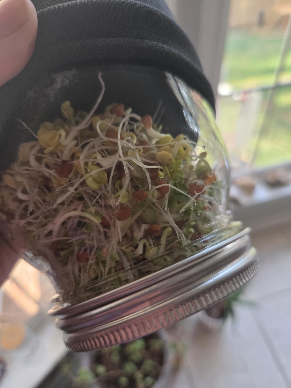 Lulonpon Sprouting Kit, 2 Sprouting Jar Kits, Wide Mouth Quart Mason Jars with Stainless Steel Screen Sprout Lids, 1000ml, Stand and Canning Brush, Seed Sprouter Set for Growing Broccoli, Alfalfa customer photo 2