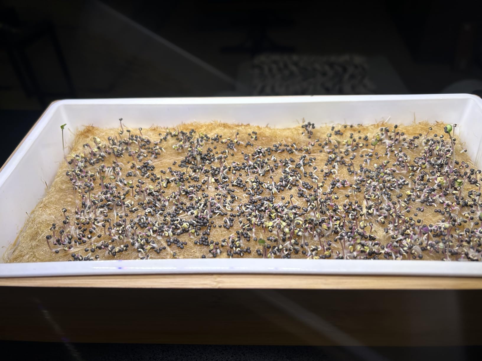 Microgreens Growing Kit - Self-Watering Tray with US Premium Seeds | Grow broccoli and salad mix indoors with a reusable tray, grow mats, USA premium seeds & bamboo frame. customer photo 1