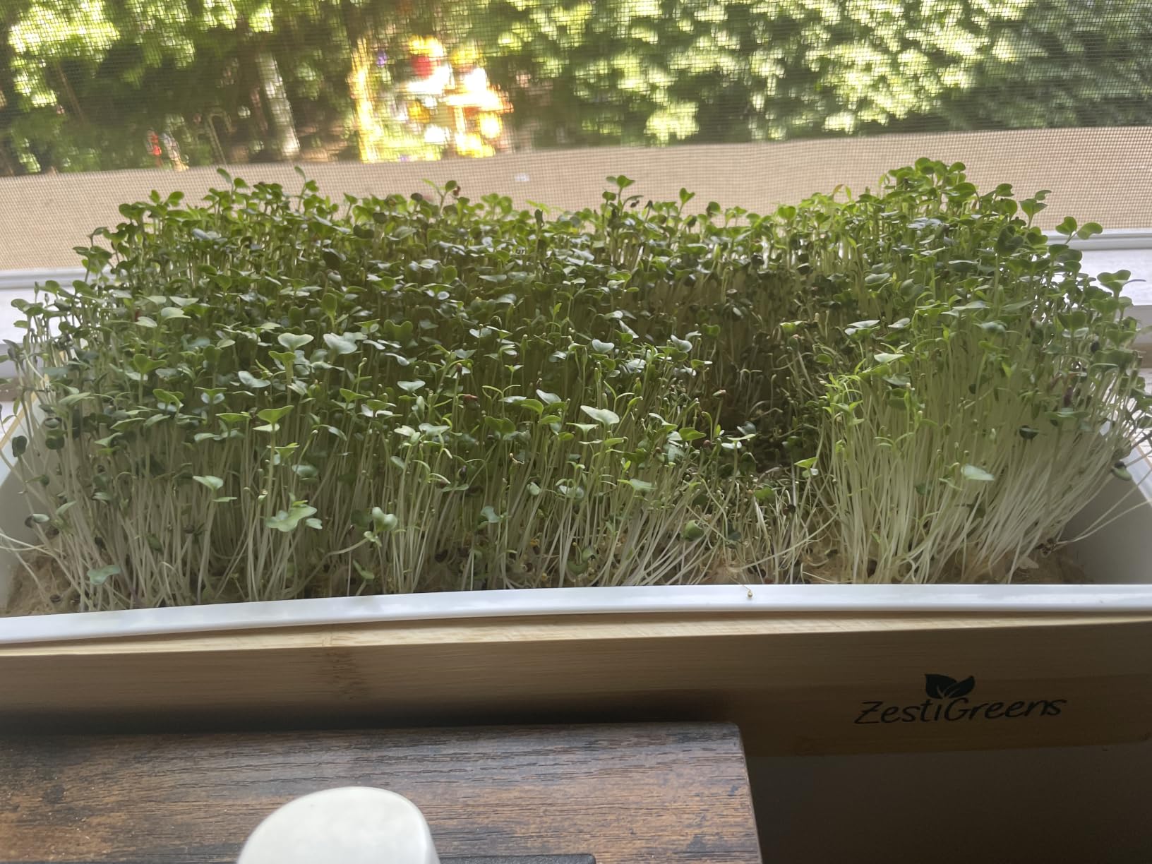 Microgreens Growing Kit - Self-Watering Tray with US Premium Seeds | Grow broccoli and salad mix indoors with a reusable tray, grow mats, USA premium seeds & bamboo frame. customer photo 2