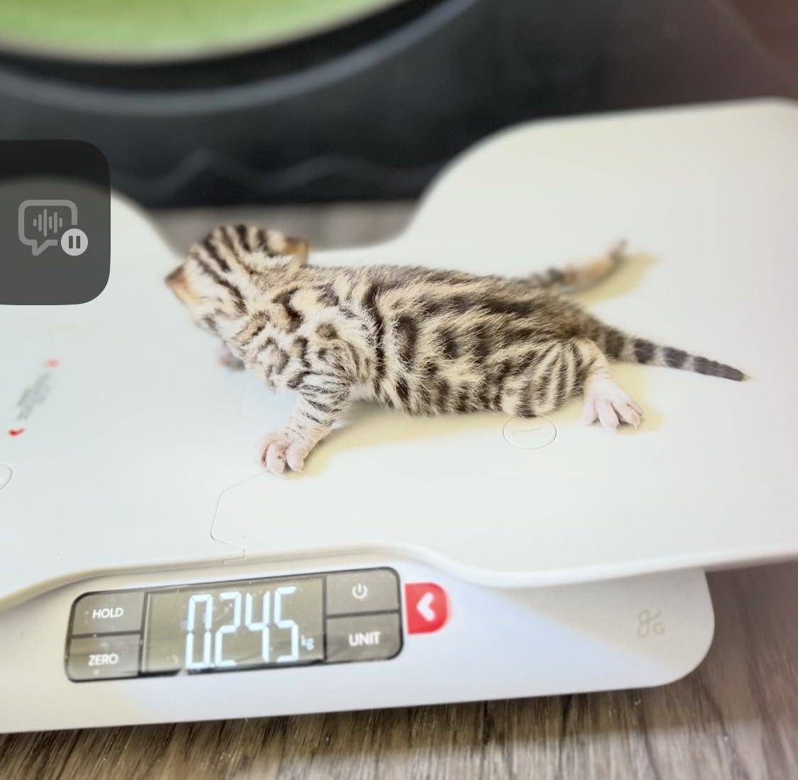 Greater Goods Wiggle-Proof Digital Pet Scale for Cats, Dogs & Small Animals | Weighs Puppies, Kittens & Senior Pets up to 44 lb, Removable Tray, Tare Function, Measures in lb, oz & kg for Growth Tracking customer photo 2
