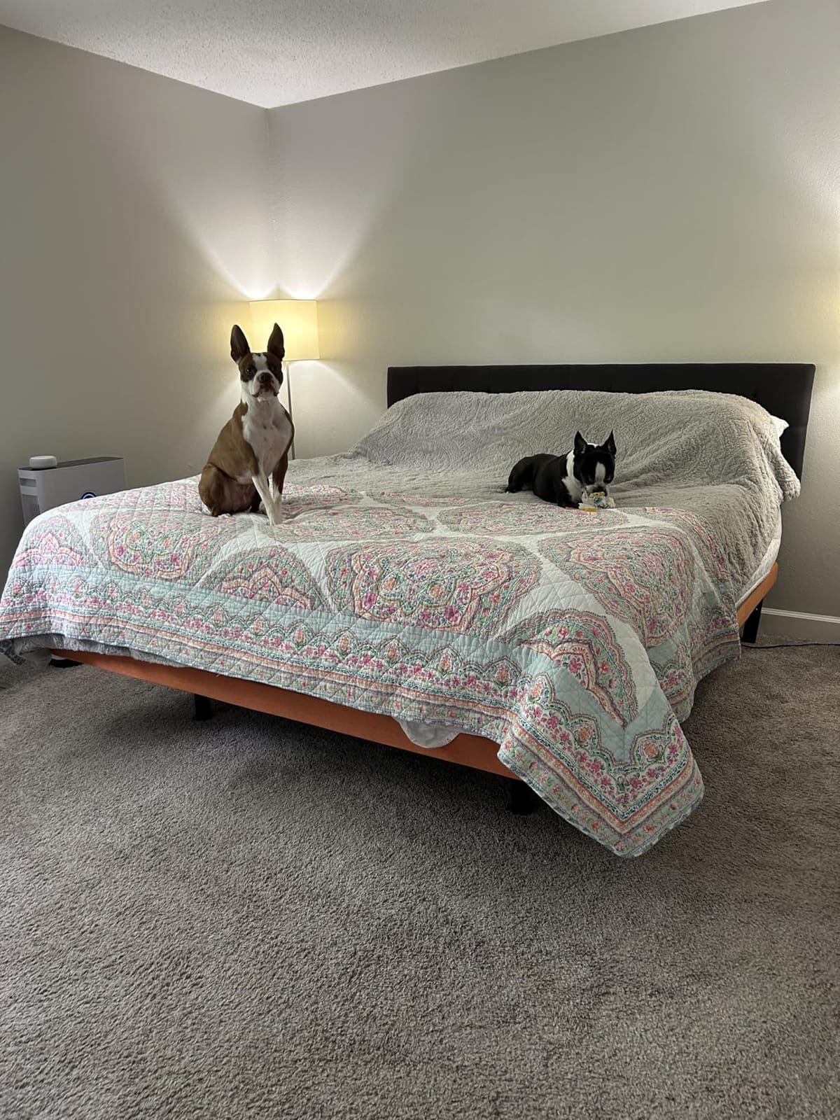 Adjustable Bed Frame Queen - Easy to Install in 5 Minutes, 3000 Series | Adjustable Bed for Massage, Zero Gravity, Under Bed Lights, Wireless Remote, Foot & Head Incline, Smart Bed customer photo 1