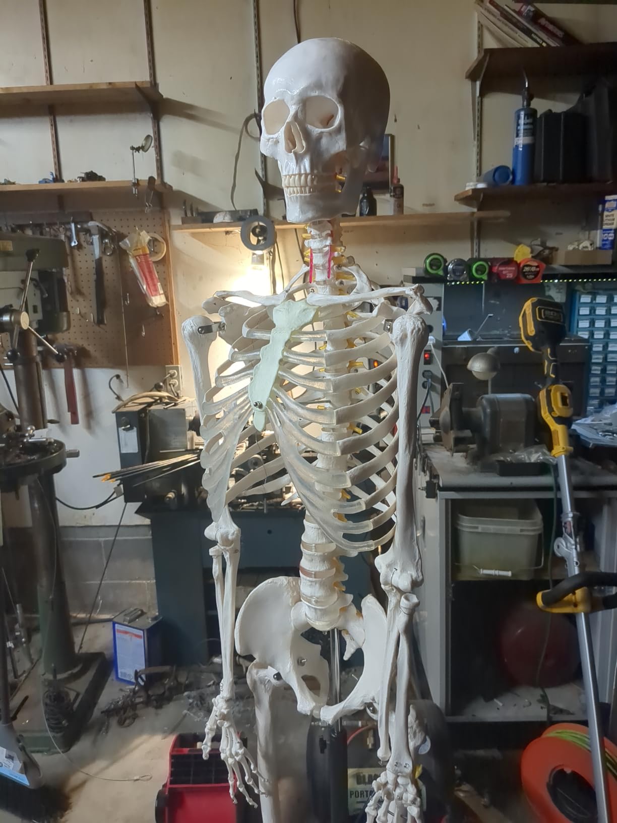 NLShan Human Skeleton Model for Anatomy -Life Size Anatomical Skeleton Medical Model with Nervous System 70.8 in with Rolling Stand for Study and Display Colorful Posters customer photo 1