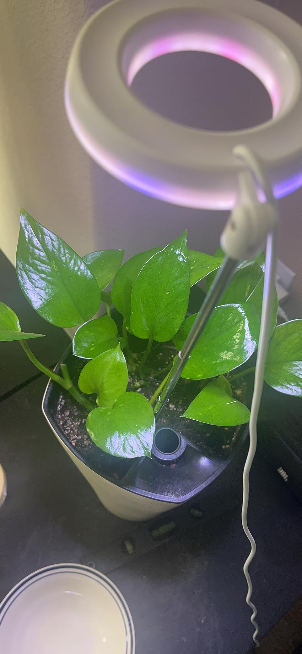 GYTF Halo Plant Grow Light, 6000K White LED Full Spectrum Growing Lamp for Indoor Plants, Succulents, Mini Bonsai, Small Plants, Height Adjustable, Dimmable & Timer 4/8/12/18Hrs customer photo 2