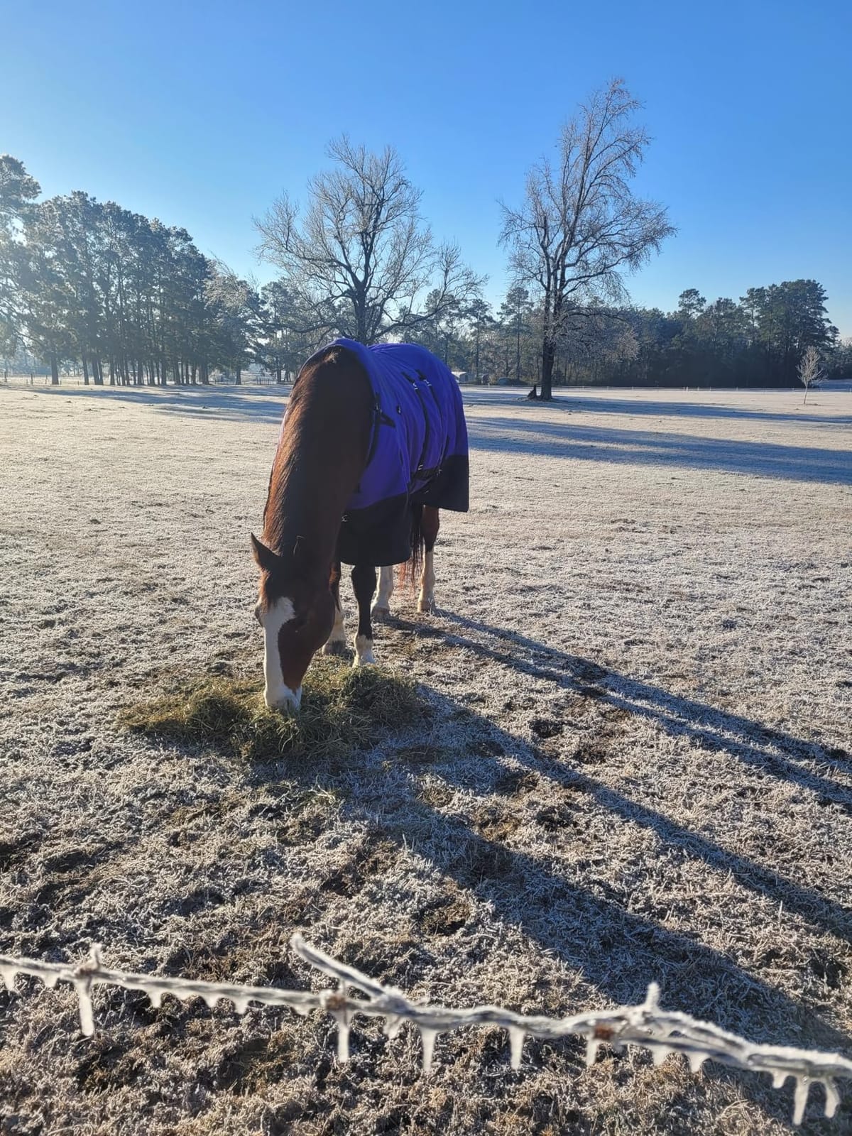 HILASON Winter Waterproof Turnout Blanket 1200D Poly customer photo 1