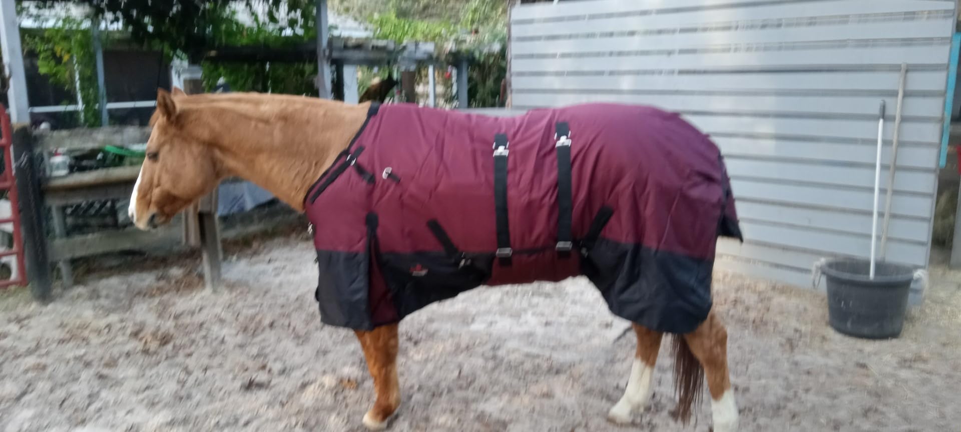HILASON Winter Waterproof Turnout Blanket 1200D Poly customer photo 2