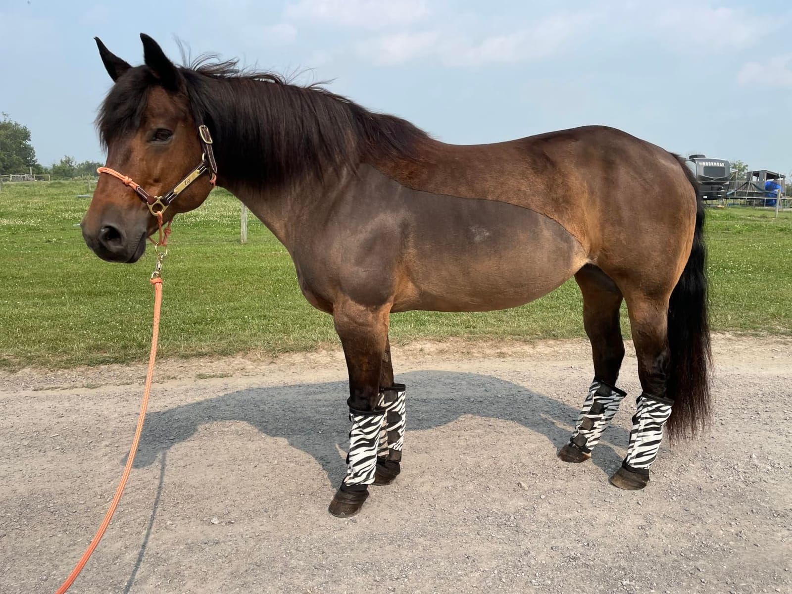 oneisall Cordless Horse Clippers for Horse Grooming RK 034 | Detachable stainless steel blades, ultra-quiet, Horse Trimmer Shaver Kit with tangled, long, or Thick Coat Horse Hairs customer photo 1
