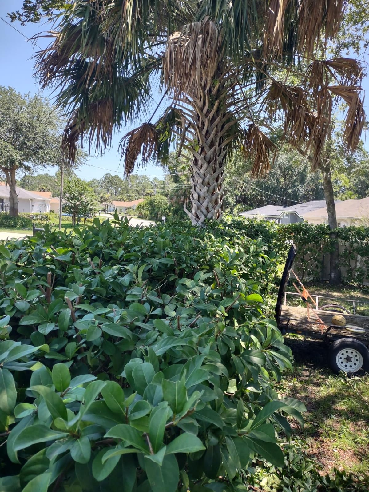 EGO POWER+ Hedge Trimmer Cordless, Electric Hedge Trimmer 26