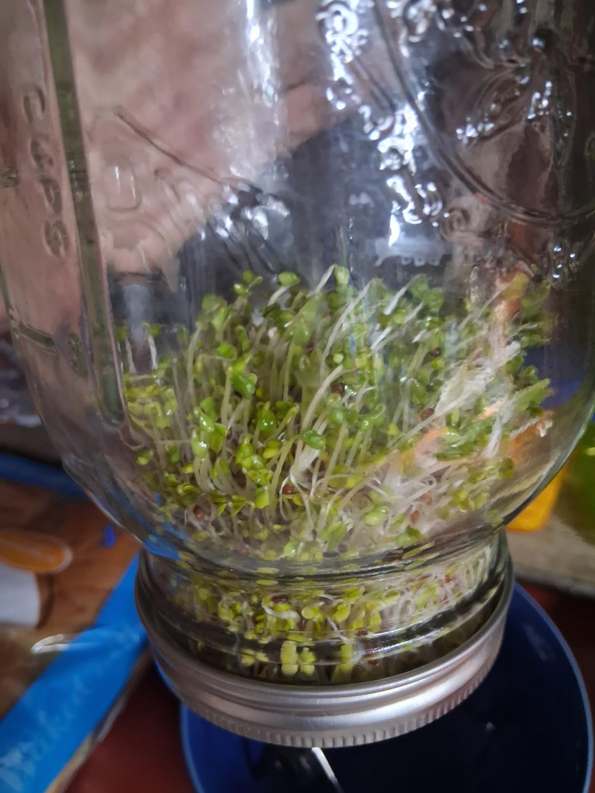 Sprouting Lids Growing Kit - 316 Stainless Steel Sprouting Lids for 86mm Wide Mouth Mason Jar with Adjustable Stands - Organic Sprouts, Broccoli, Alfalfa Mung Bean Sprout Kit (Set of 4) customer photo 2