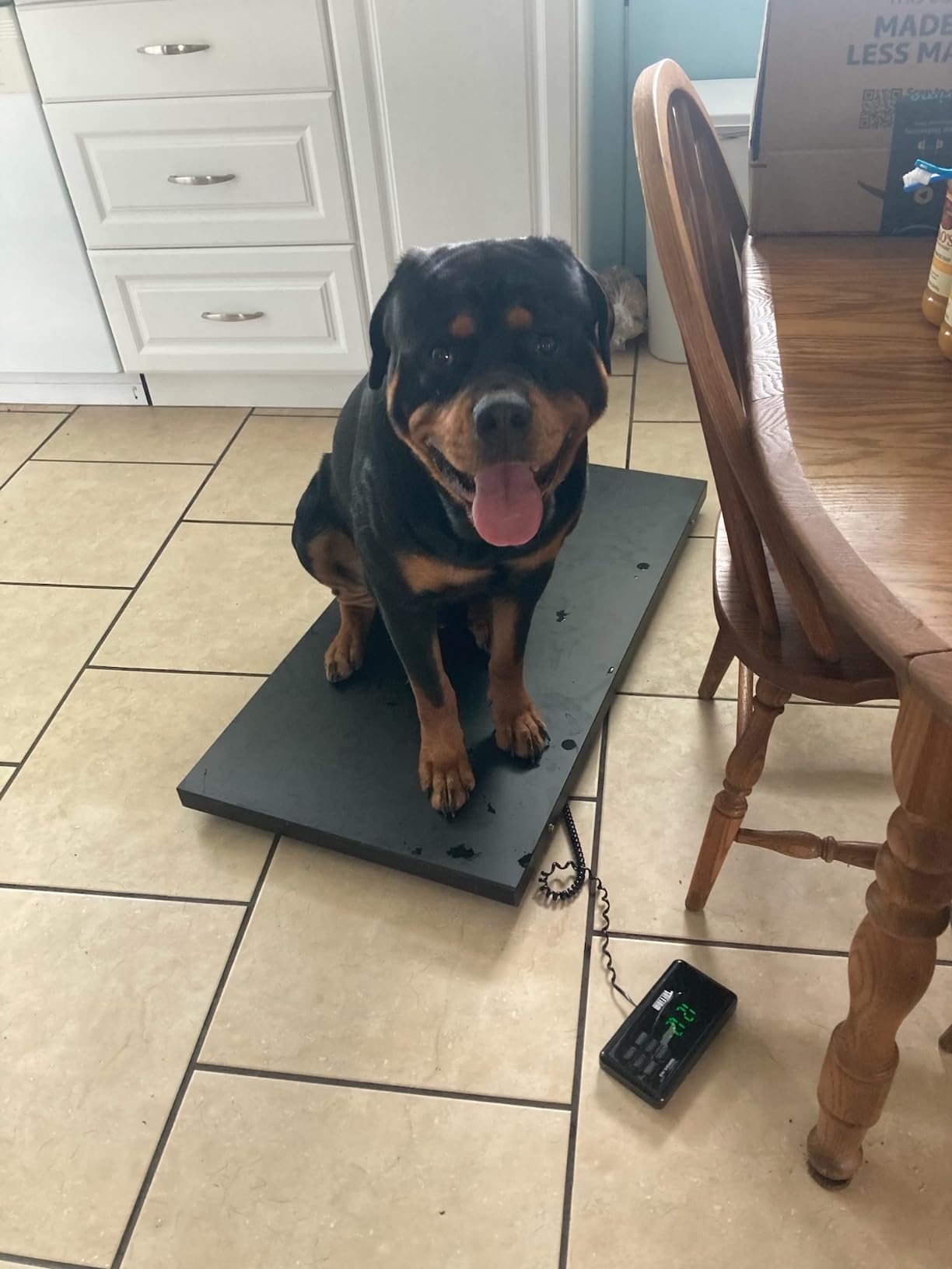 TUFFIOM 1100Lbs x 0.2Lbs Postal Digital Livestock Scale, Electronic Stainless Steel Platform Heavy Duty Vet Animal Scale, Dog Pig Goat Sheep Scale, Silvery customer photo 1
