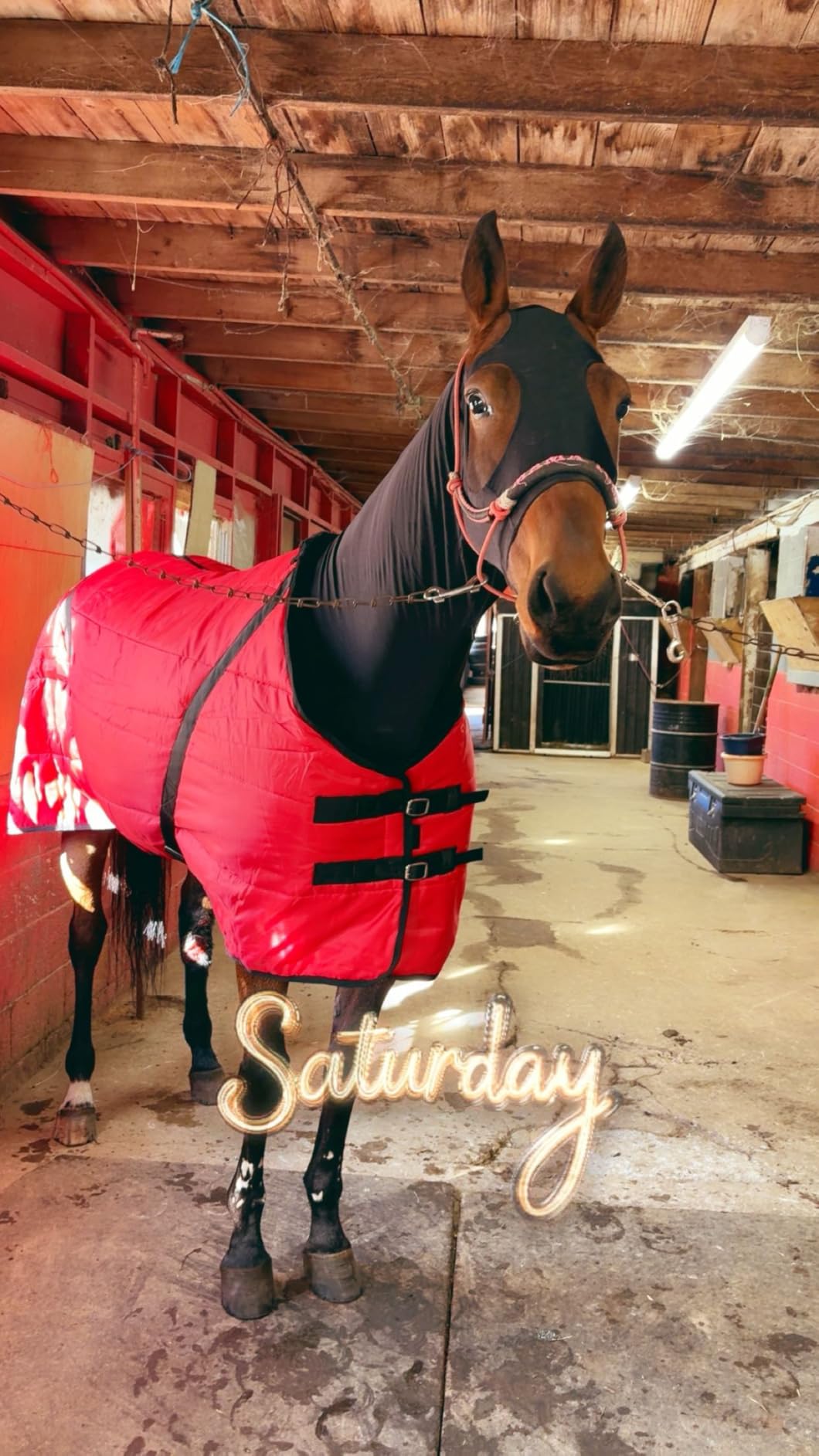 Country Pride Sentinel Channel Quilt Horse Stable Blanket, Midweight Open Front, 420D Nylon Outer Shell, 250g Poly-Fill Insulation, Wither Protection, Adjustable Leg Straps, Bias Surcingle (78,Black) customer photo 1