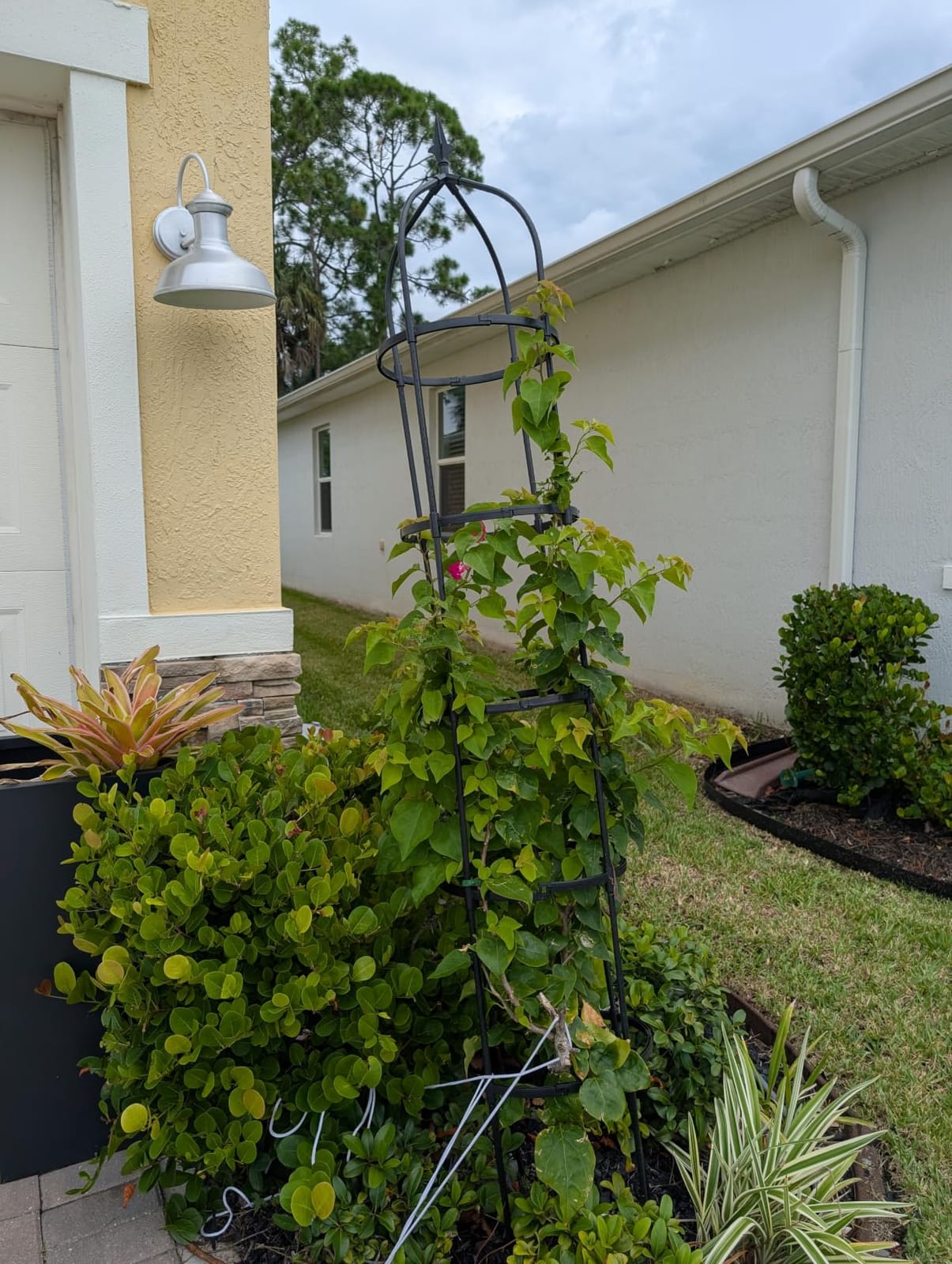 1 Pack Garden Obelisk Trellis for Climbing Plants Outdoor, 6FT Adjustable Metal Plant Support with 3 Decorative Tops, Black Rustproof Trellis for Roses, Tomatoes, Clematis & Vines customer photo 1