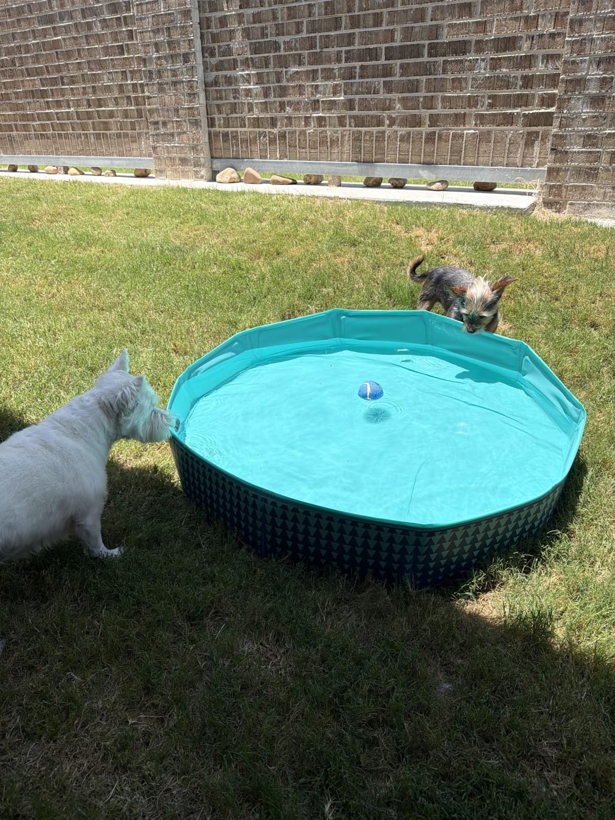 Jasonwell Foldable Dog Kiddie Pool - Hard Plastic Kids Paddling Pool Toddler Baby Swimming Pools for Backyard Collapsible Whelping Box Pet Doggie Cats Wading Pools Bathtub for Puppy Large Dogs 40In,G customer photo 2