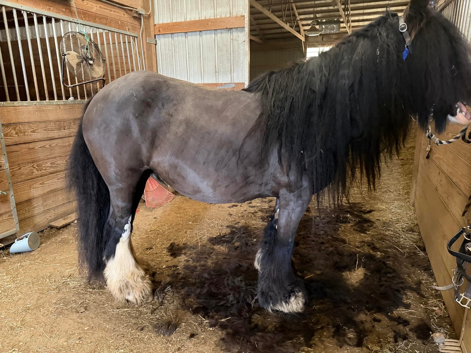 oneisall Professional Horse Clippers 2601 | Cordless Horse Grooming Clippers with 2 Batteries, Detachable Blade, Heavy Duty Horse Grooming Kit for Thick Coat customer photo 1