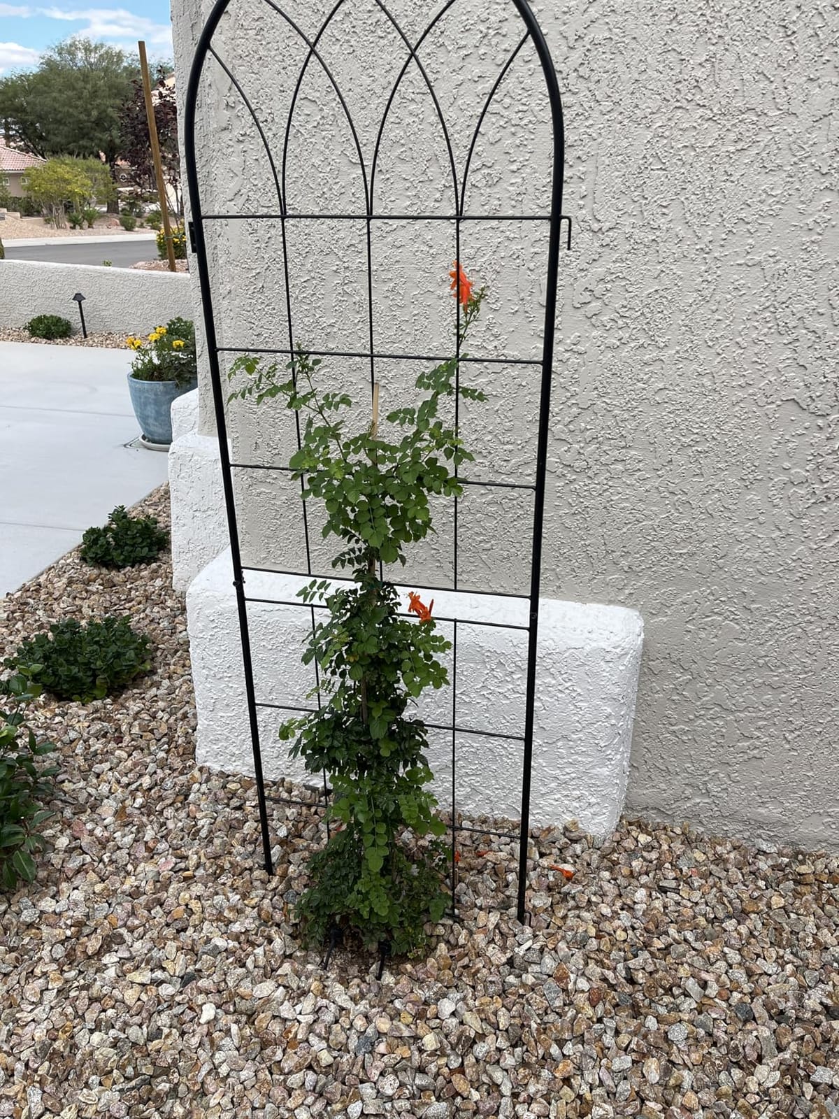 LZRS 71 x 80in Rustic Iron Arch Decoration Garden Trellis with Black Metal Coating – Perfect for Supporting Climbing Plants Outdoor, Roses, Vines, Flowers, and Vegetables. customer photo 2