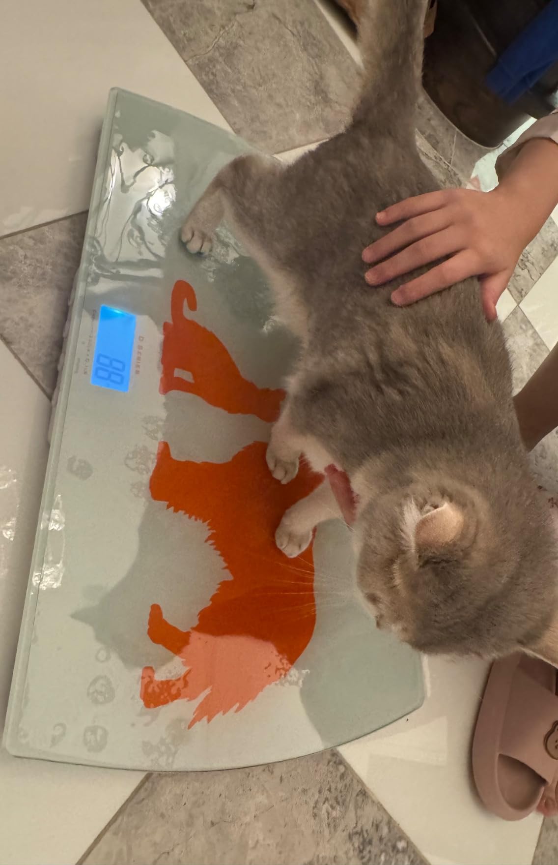 Digital Weighing Scale for Dogs Cats Puppies, Vet Scale, Scale for Animals Pets, 330lb x 0.1lb, Veterinary Scale, 33 x 19in Wide Platform, 8mm Tempered-Glass customer photo 2