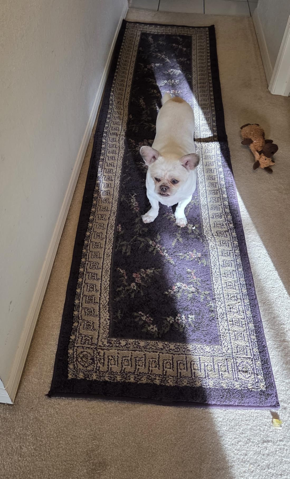 BAGAIL Felt and Natural Rubber Backing Rug Pads 1/4” Thick, 5 x 7 Ft Non Slip Carpet Gripper Keep Rugs in Place, Under Area Rug Protective Cushioned Pads, Carpet Runners, Hardwood Floors Protection customer photo 1