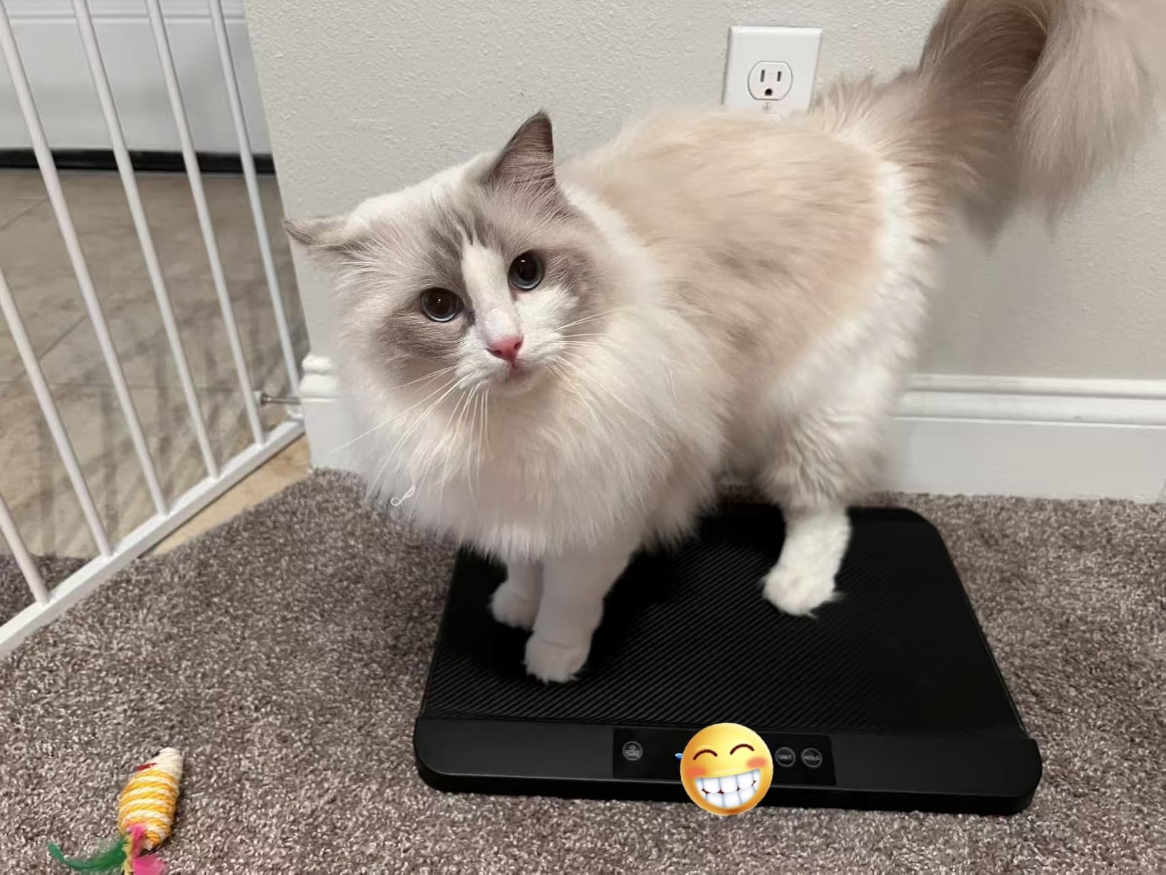 YAUYIK Digital Pet Scale, Baby Scale with Non-Slip Mat, Up to 88lb, Black | 5 Units, LED Display, Hold Function, Weigh Scale for Newborn Puppy Kitten, Whelping Breeder Supplies (Batteries Included) customer photo 2