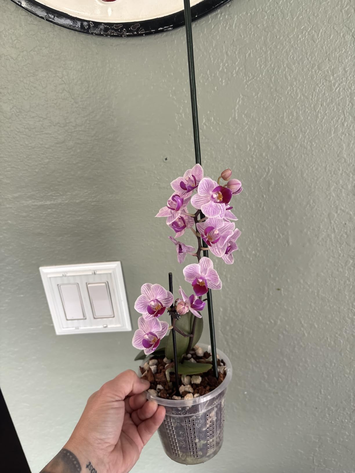 Orchid Pot, 2 Each of 4.3